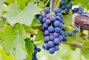 太后 效應持續不減,取景地格里夫斯營成韓國熱門新景點 韓國旅游資訊 韓游網 韓國旅游 韓游網 韓國旅游攻略 韓國旅行門戶網站