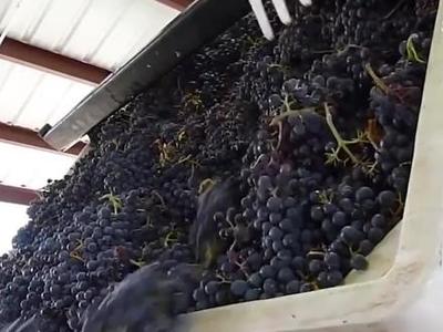 耗時(shí)30個(gè)月的匠心之作 揭秘葡萄酒加工到銷售的全過程